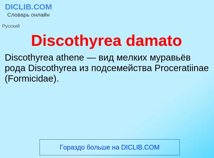 Che cos'è Discothyrea damato - definizione