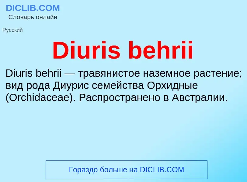 Что такое Diuris behrii - определение