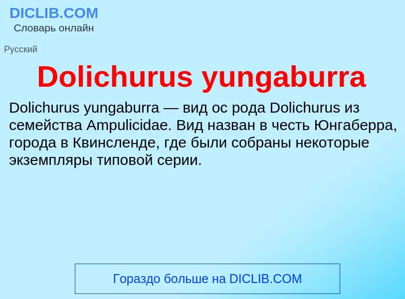 Che cos'è Dolichurus yungaburra - definizione