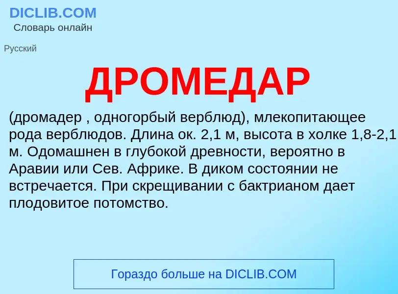 Wat is ДРОМЕДАР - definition