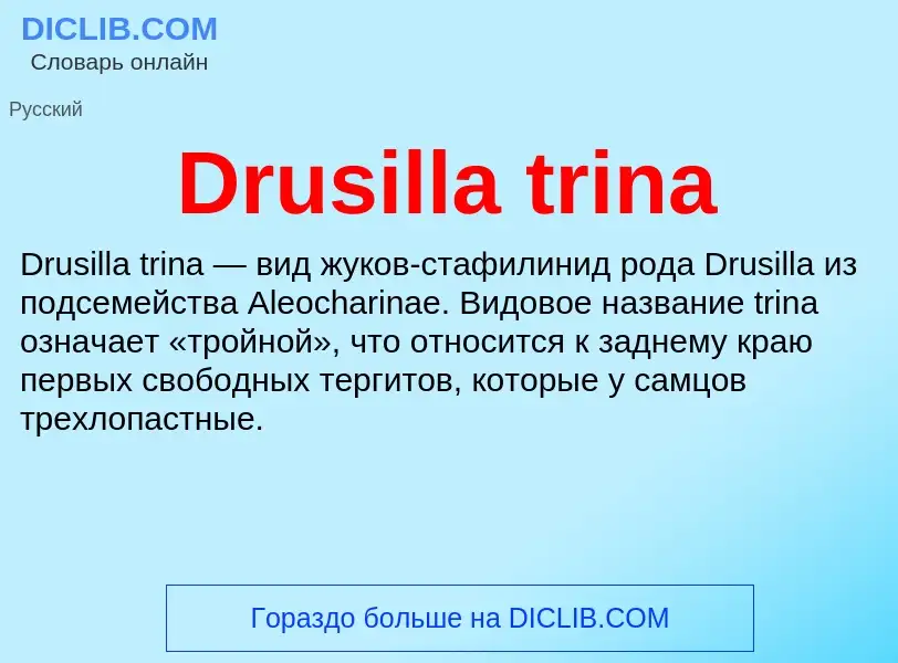 Τι είναι Drusilla trina - ορισμός