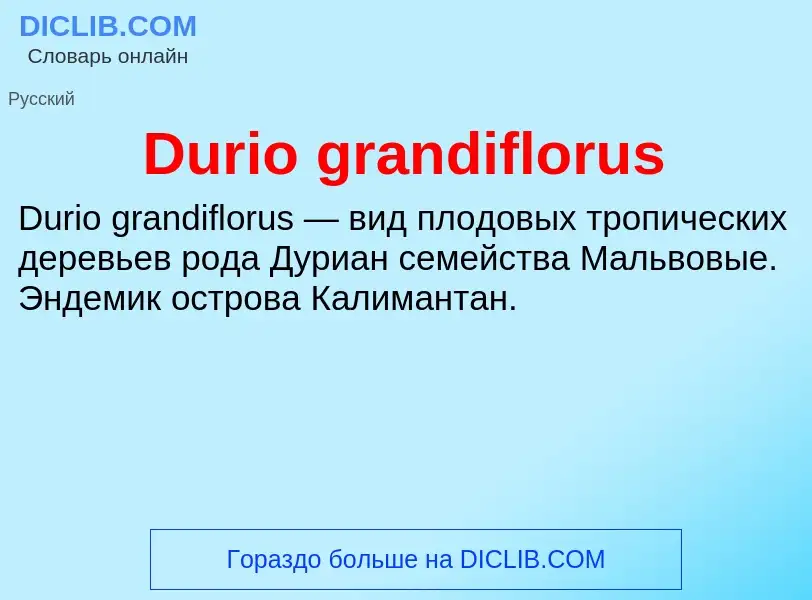 Что такое Durio grandiflorus - определение