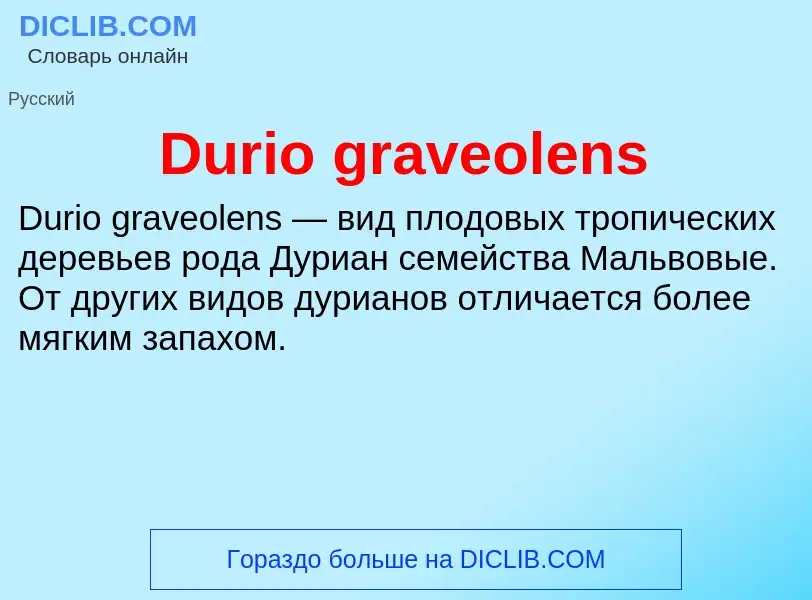 Что такое Durio graveolens - определение