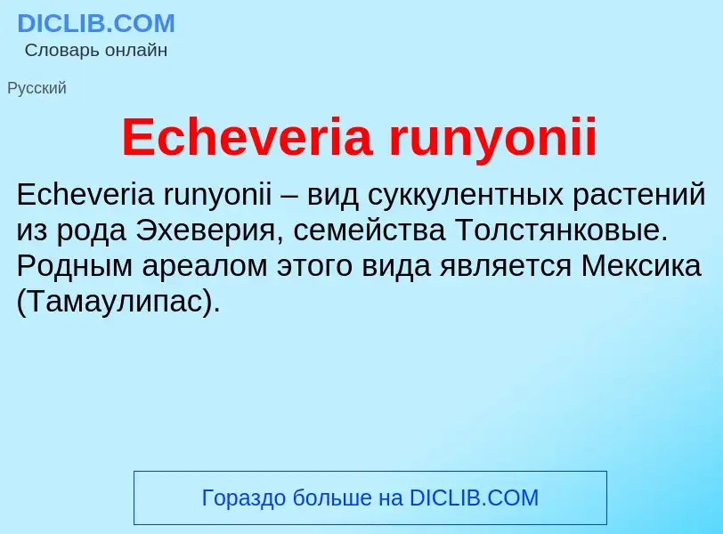 Что такое Echeveria runyonii - определение