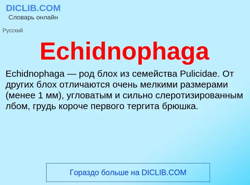 Что такое Echidnophaga - определение