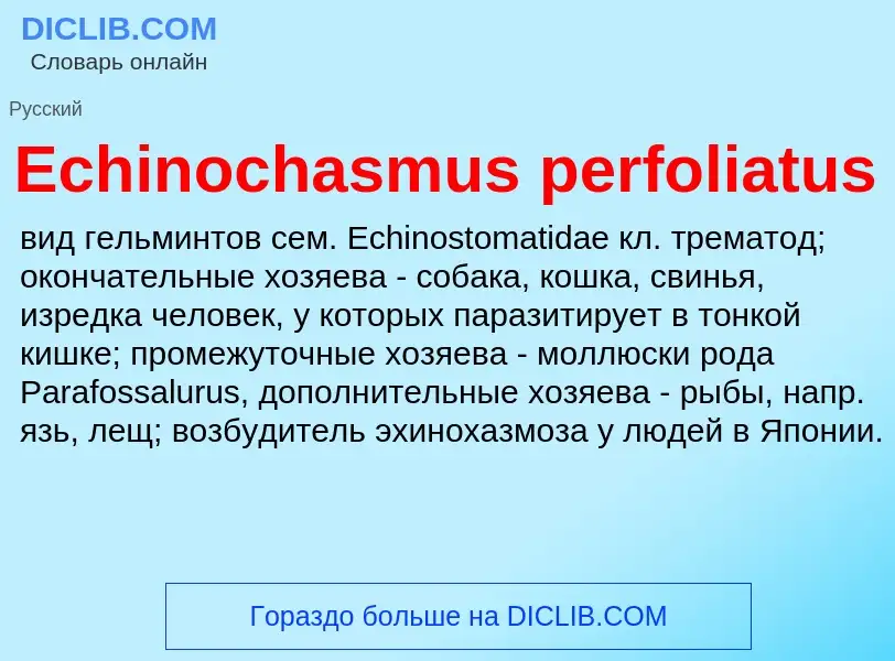 Что такое Echinochasmus perfoliatus - определение