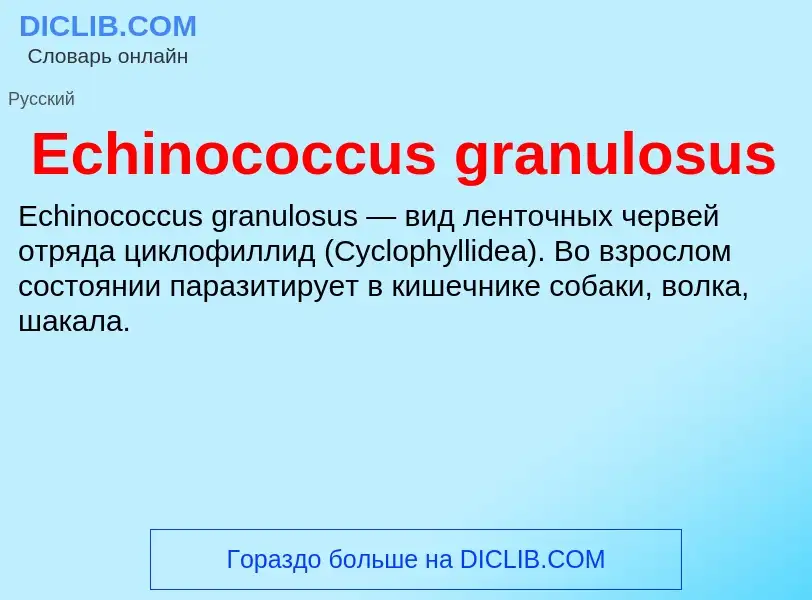 Что такое Echinococcus granulosus - определение