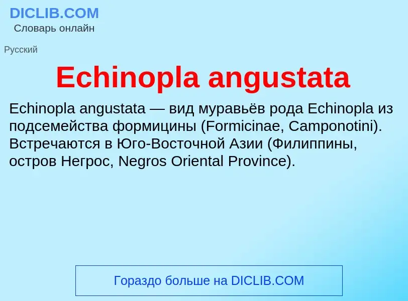 Что такое Echinopla angustata - определение