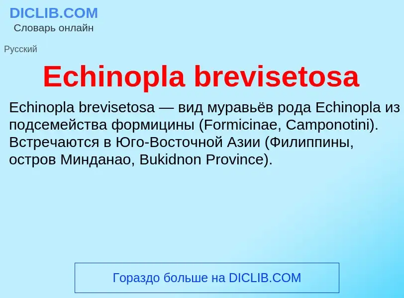 Что такое Echinopla brevisetosa - определение