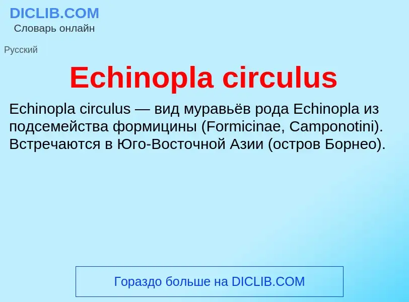 Что такое Echinopla circulus - определение