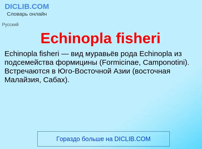 Что такое Echinopla fisheri - определение