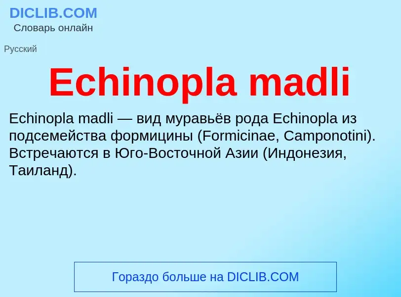 Что такое Echinopla madli - определение