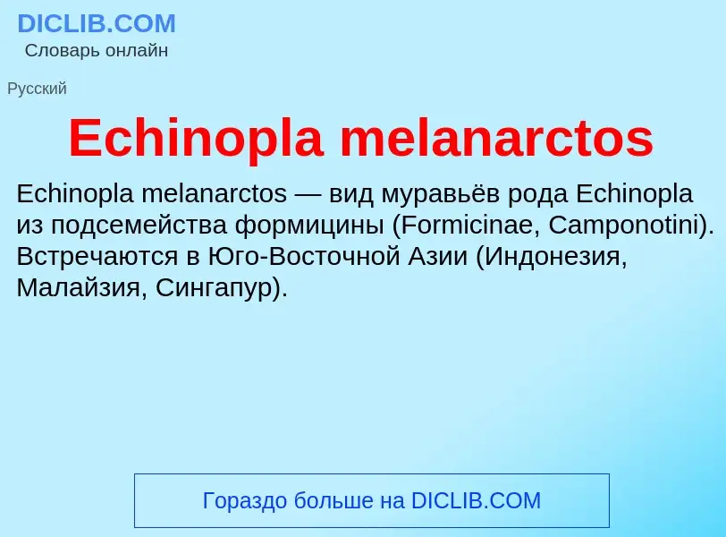 Что такое Echinopla melanarctos - определение