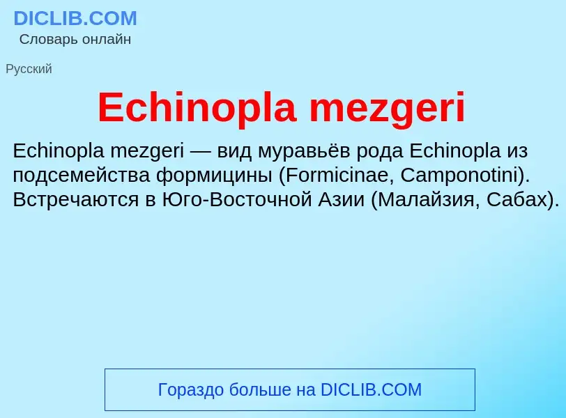 Что такое Echinopla mezgeri - определение