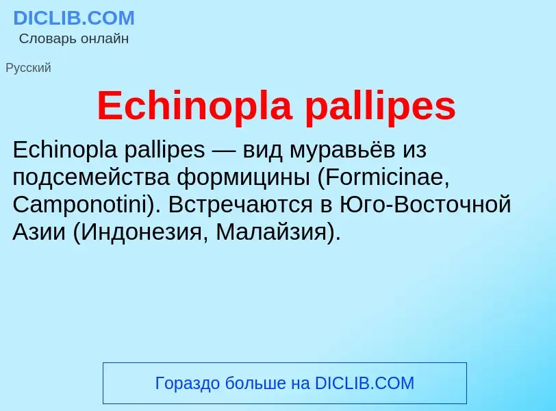 Что такое Echinopla pallipes - определение