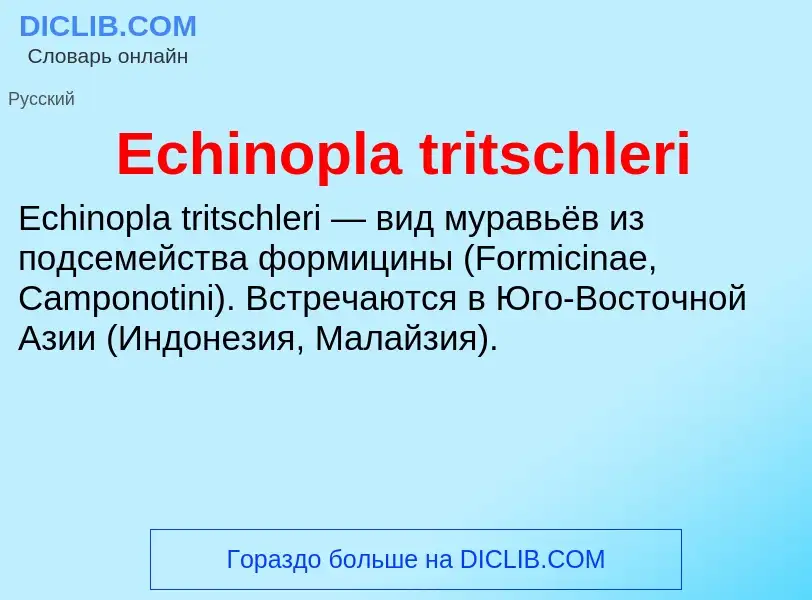 Что такое Echinopla tritschleri - определение