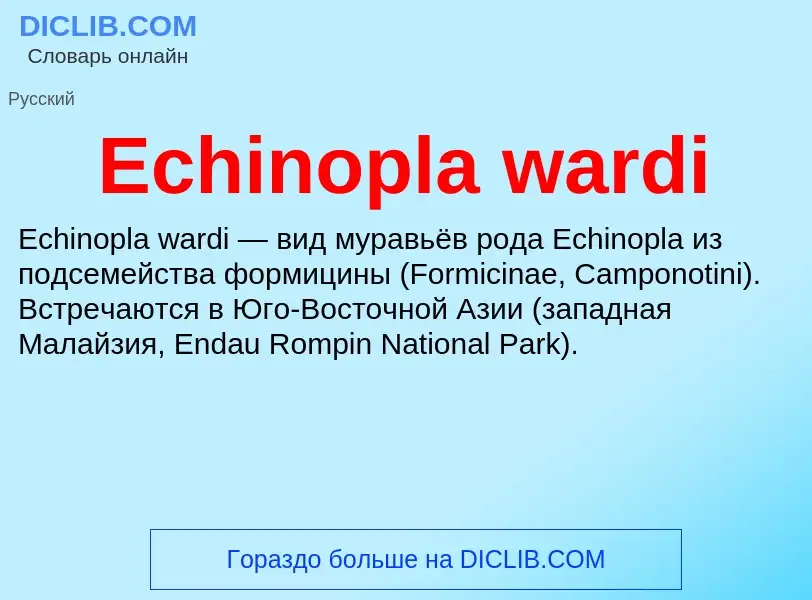 Что такое Echinopla wardi - определение