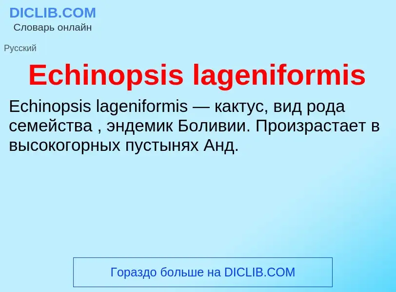 Что такое Echinopsis lageniformis - определение