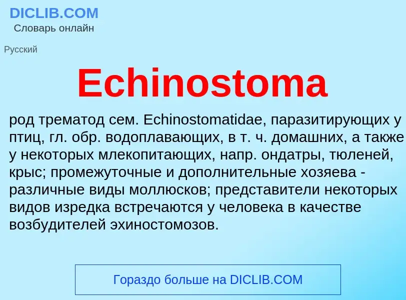 ¿Qué es Echinostoma? - significado y definición