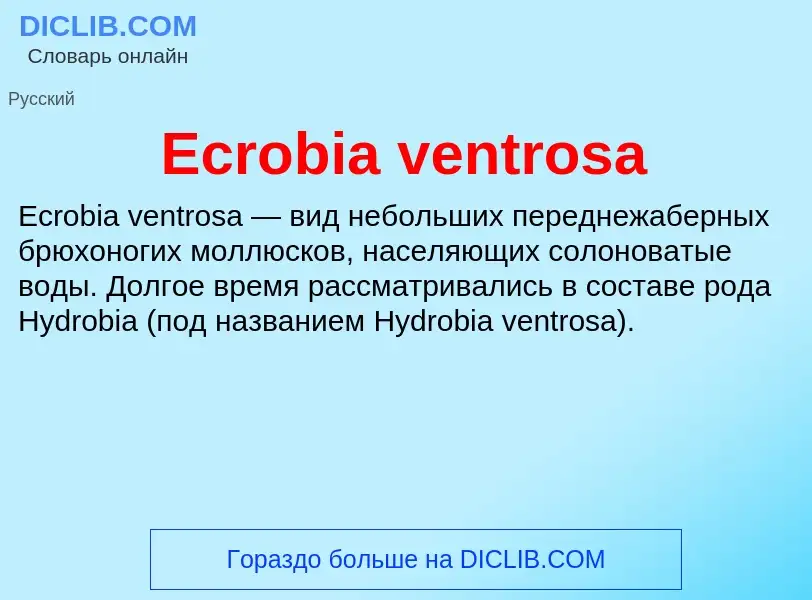 Что такое Ecrobia ventrosa - определение