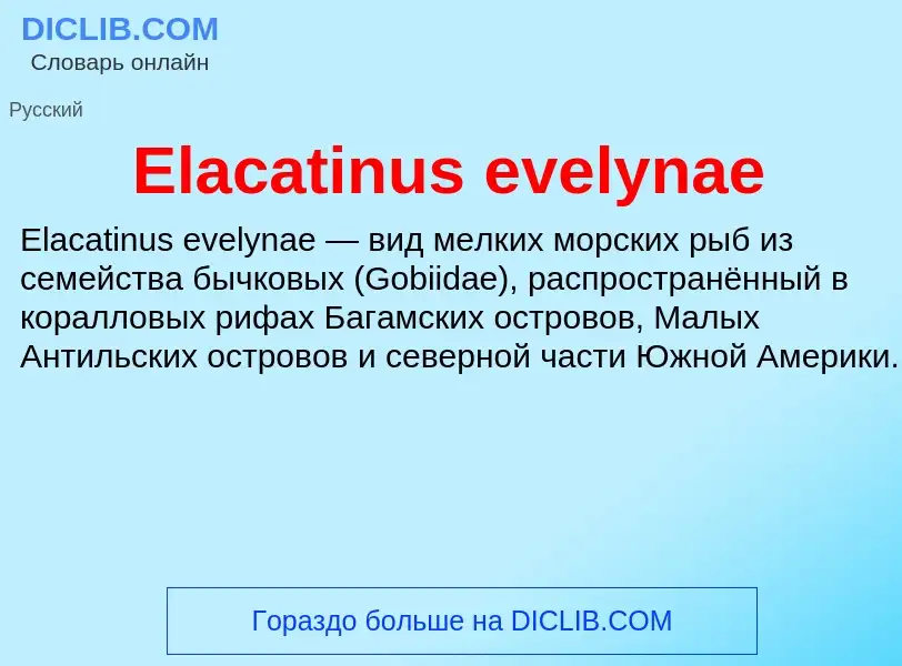 Что такое Elacatinus evelynae - определение