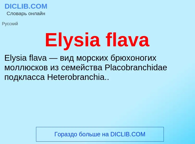 Что такое Elysia flava - определение