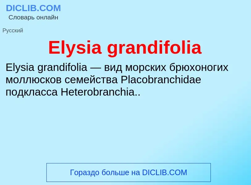 Что такое Elysia grandifolia - определение