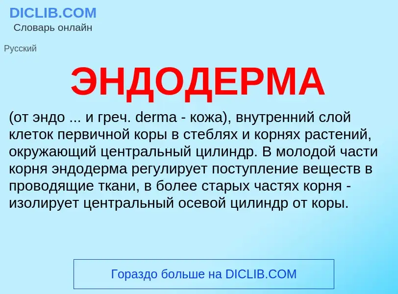 ¿Qué es ЭНДОДЕРМА? - significado y definición