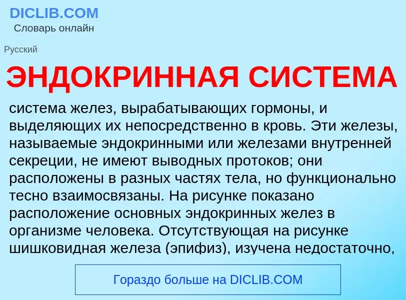 Was ist ЭНДОКРИННАЯ СИСТЕМА - Definition