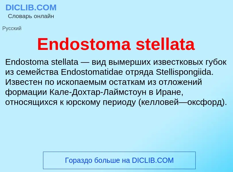 Что такое Endostoma stellata - определение