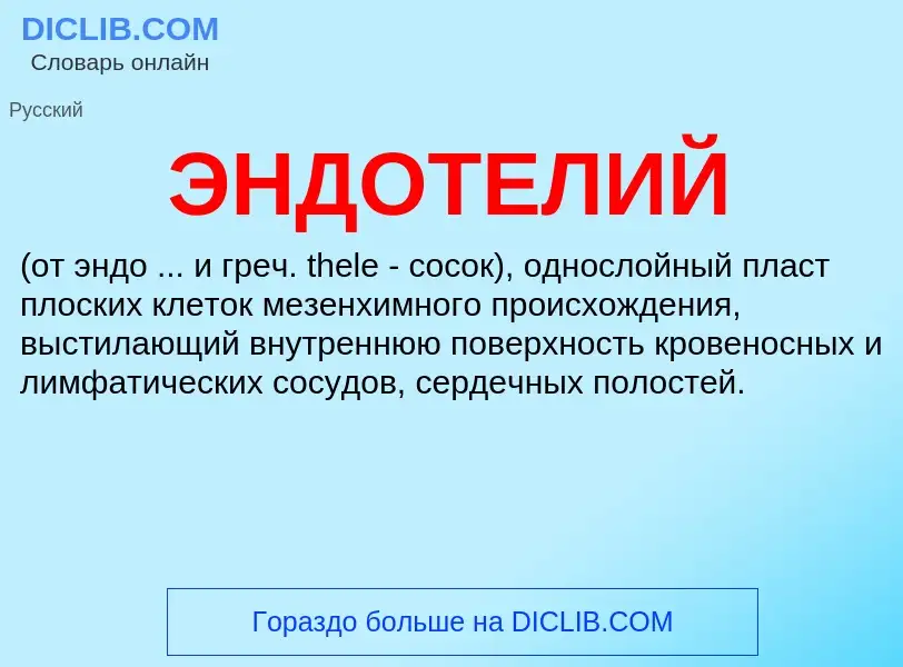 ¿Qué es ЭНДОТЕЛИЙ? - significado y definición