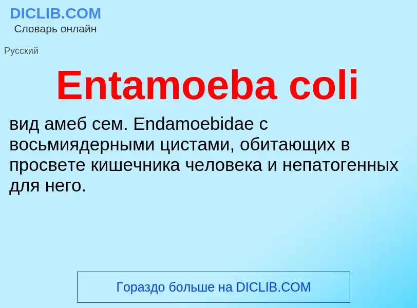 Что такое Entamoeba coli - определение