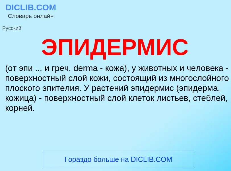 Was ist ЭПИДЕРМИС - Definition