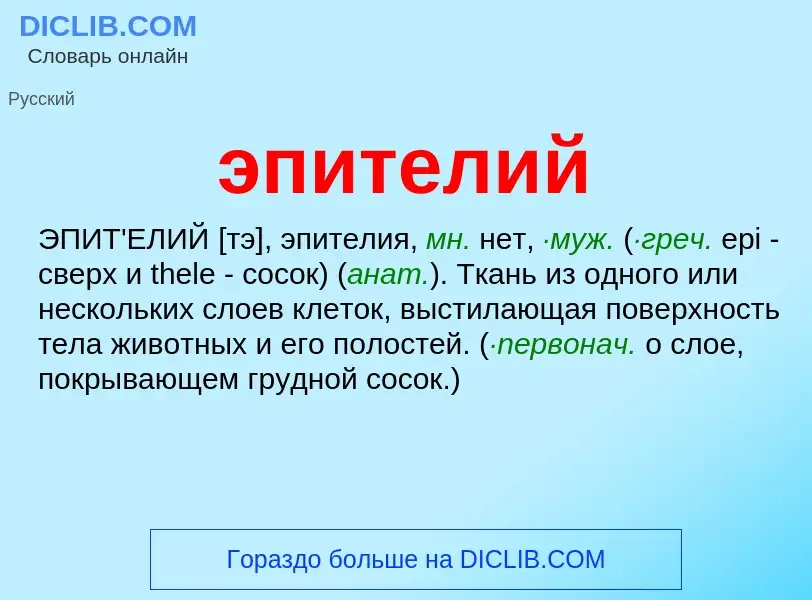 ¿Qué es эпителий? - significado y definición