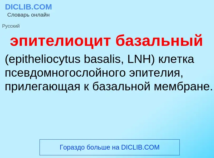 Τι είναι эпителиоцит базальный  - ορισμός