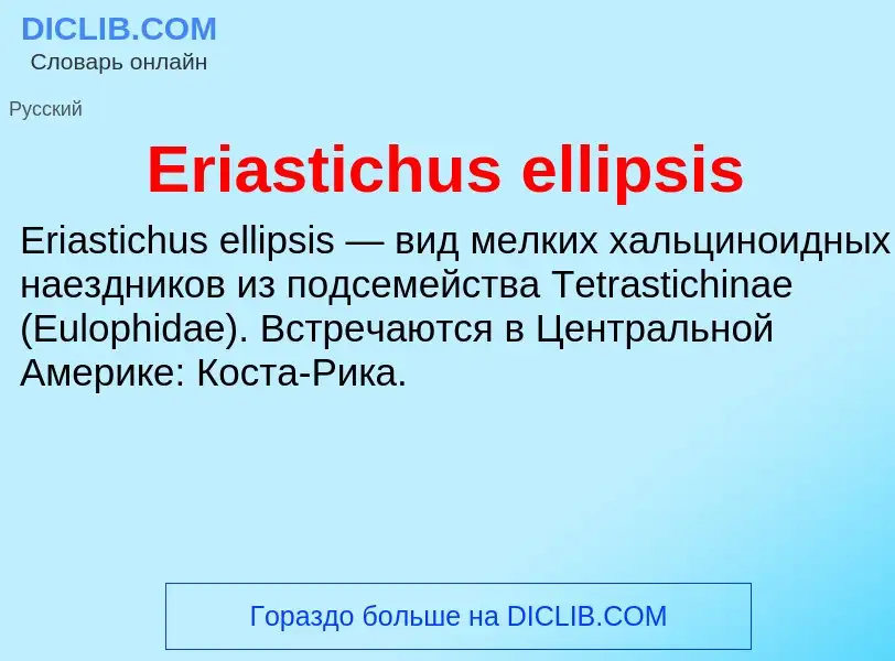 Что такое Eriastichus ellipsis - определение