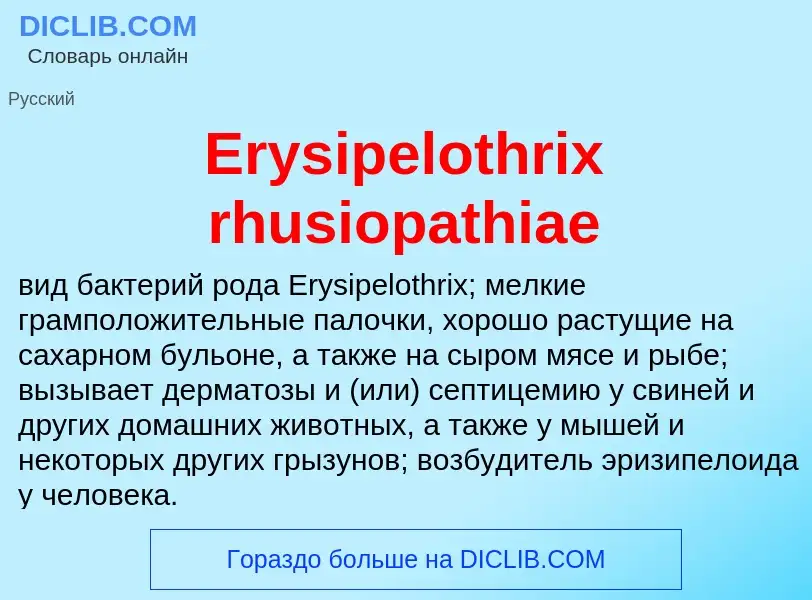 Что такое Erysipelothrix rhusiopathiae - определение