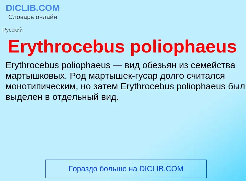 Что такое Erythrocebus poliophaeus - определение