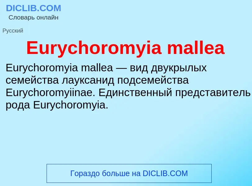 Was ist Eurychoromyia mallea - Definition