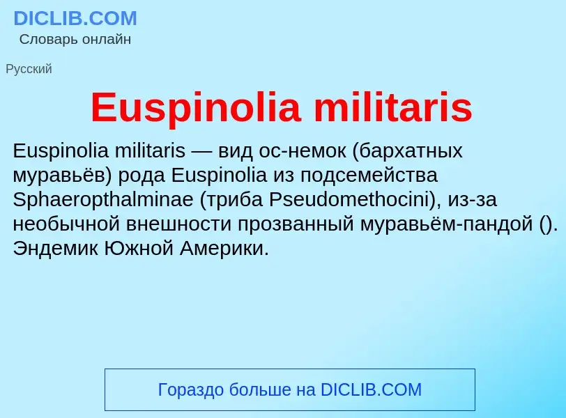 Was ist Euspinolia militaris - Definition