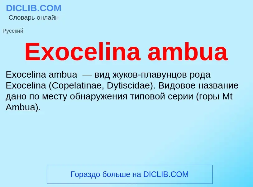 Что такое Exocelina ambua - определение