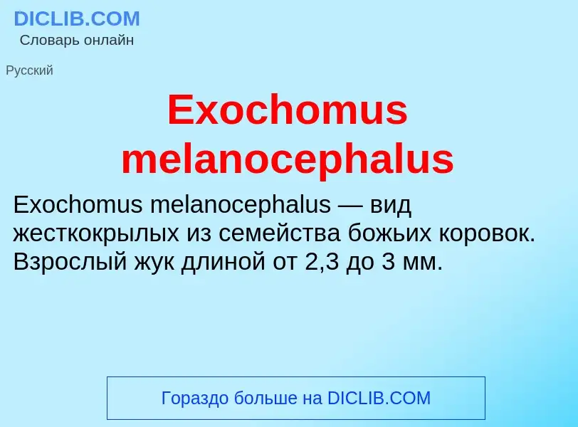 Что такое Exochomus melanocephalus - определение