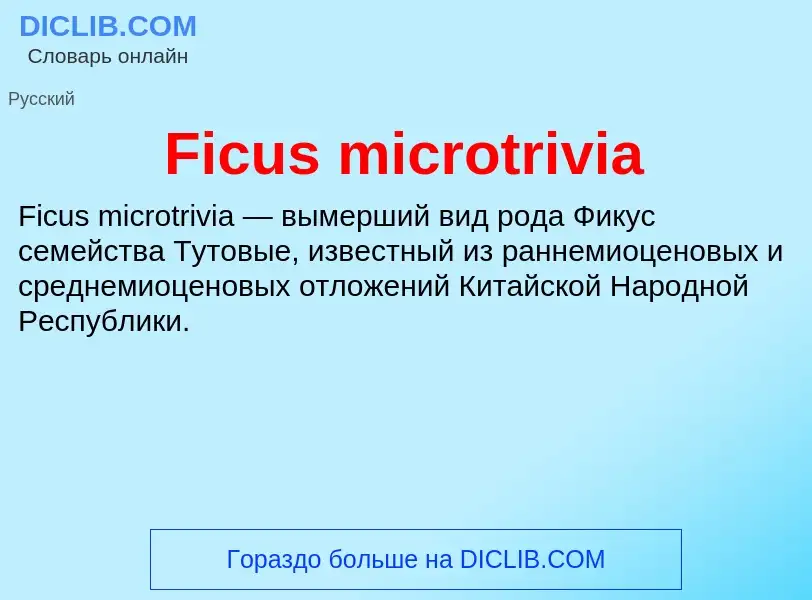 Что такое Ficus microtrivia - определение