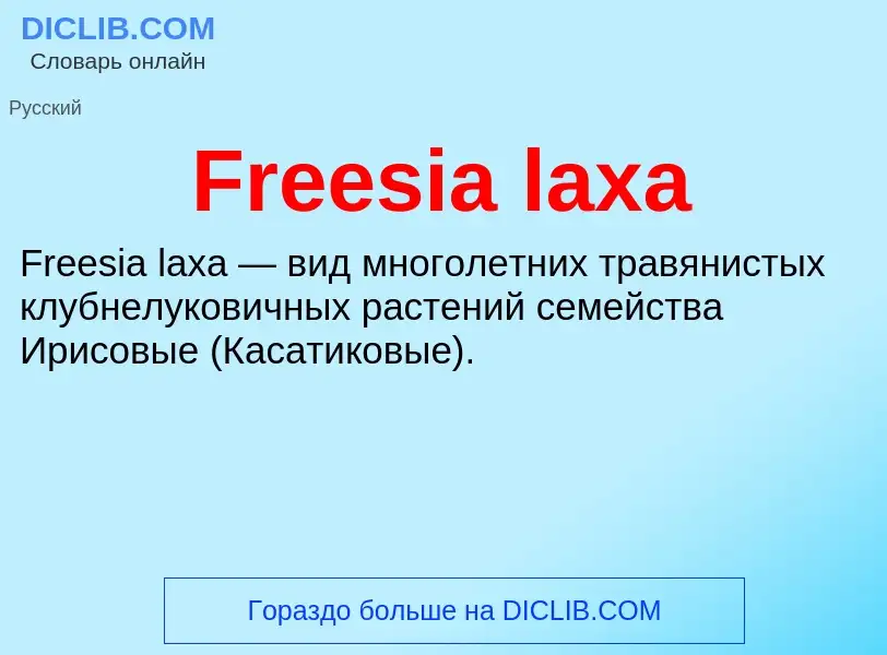 Что такое Freesia laxa - определение