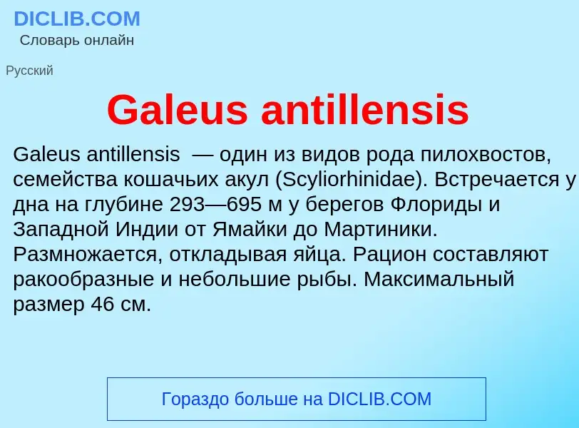 Was ist Galeus antillensis - Definition