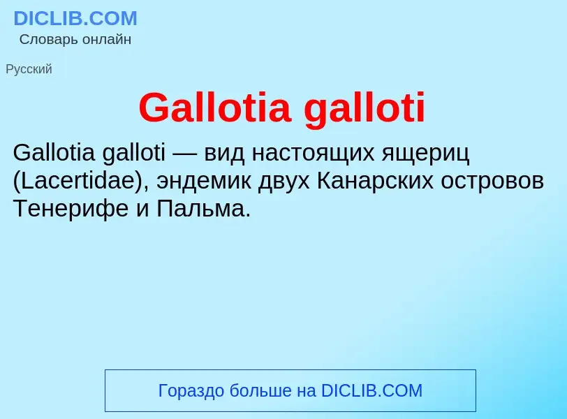 What is Gallotia galloti - meaning and definition