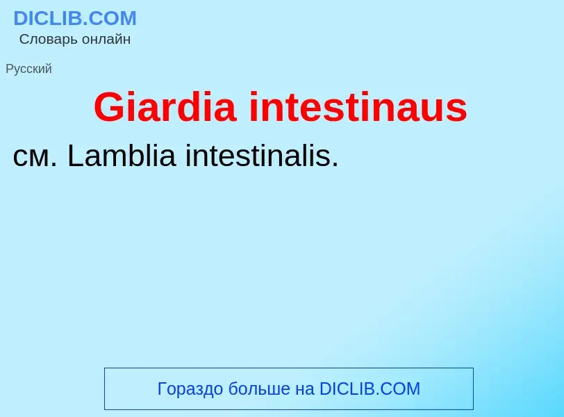 What is Giardia intestinaus - meaning and definition