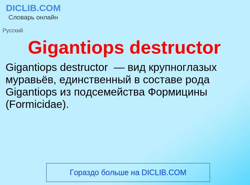 What is Gigantiops destructor - meaning and definition