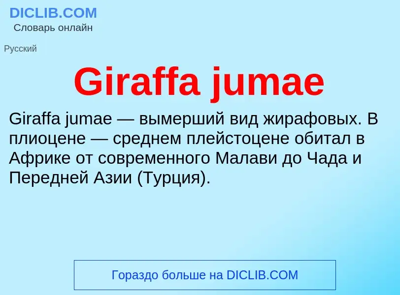 What is Giraffa jumae - meaning and definition