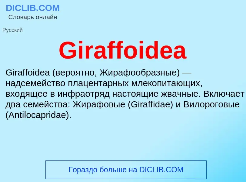 What is Giraffoidea - meaning and definition